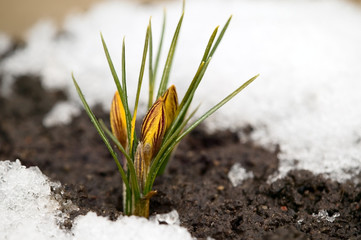 Yellow flower on soil, snow around
