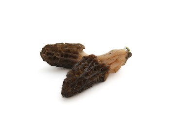 morilles