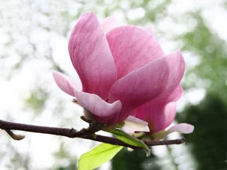 Papier Peint photo Magnolia fleur de magnolia
