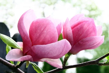 Papier Peint photo Lavable Magnolia splendides fleurs roses de magnolia