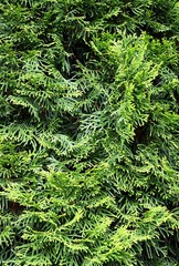 green leaves of thuja as floral background