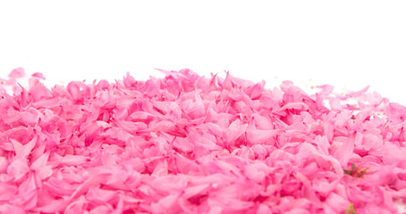 Obraz premium small pink flower petals