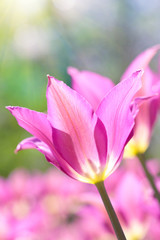 Pink tulip under the sunshine
