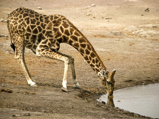Thirsty giraffe