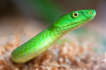 Fototapeta premium Alert green mamba