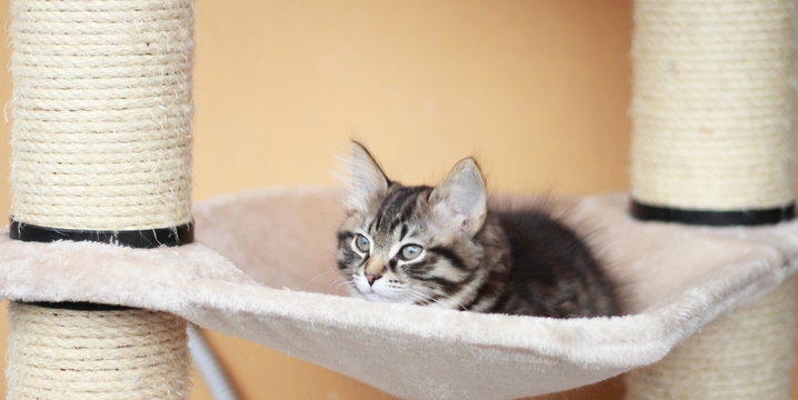 Cucciola color brown di gatto siberiano