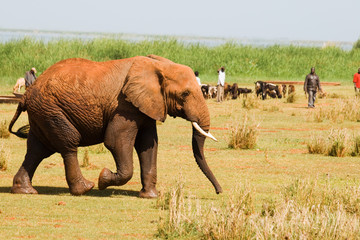Obraz premium Elephant walks into a village