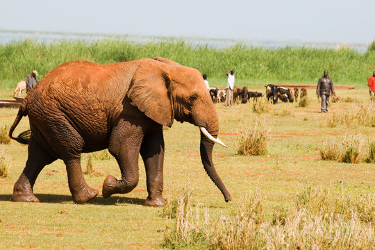 Elephant walks into a village