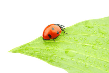 ladybug on leaf