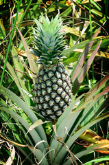 Fototapeta premium Pineapple in farm