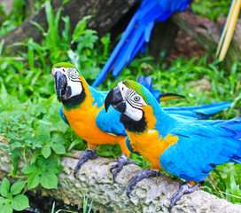 Colorful macaw