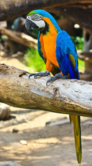 Colorful macaw