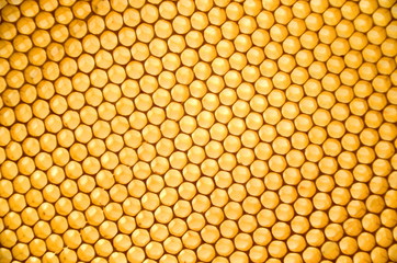 plaster pszczeli