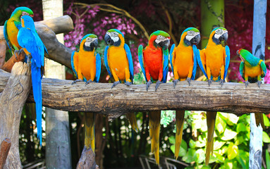 Colorful macaw - obrazy, fototapety, plakaty