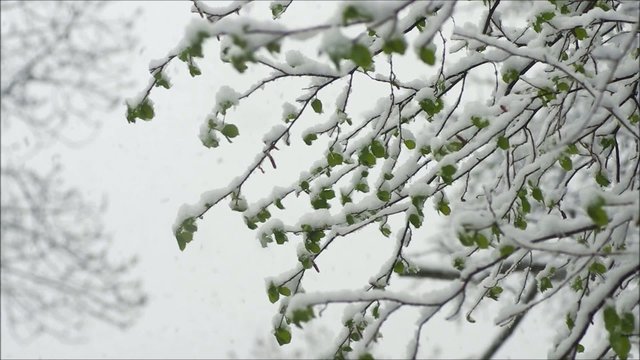 Falling snow.Beautiful hivernal and (or)spring background.