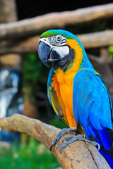 Colorful macaw