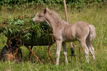 Ponyfohlen