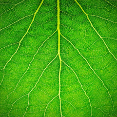 Obraz premium Leaf surface