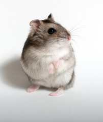 Hamster