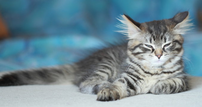 Cucciola di gatto siberiano color brown a due mesi