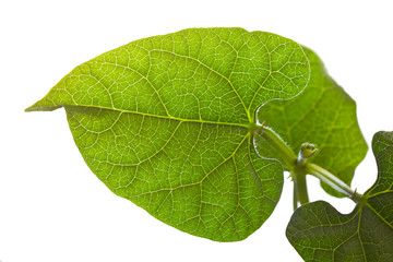 Green bean leaf isolated on white