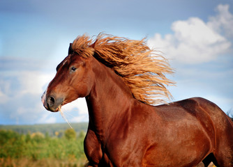 Portrait of running big beautiful horse - 51946315