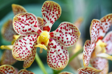 Orchid; Phalaenopsis