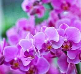 Fototapeta na wymiar Orchid, Phalaenopsis