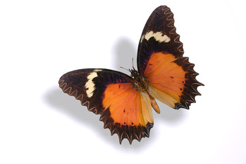 papillon 20