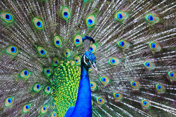 Obraz premium Peacock