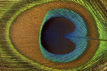 Obraz premium Peacock feather