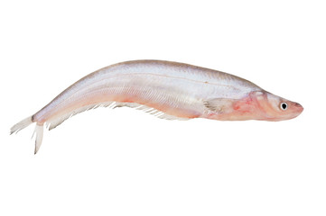 Fresh fish isolated on white background