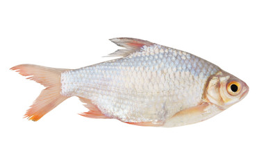 Fresh fish isolated on white background