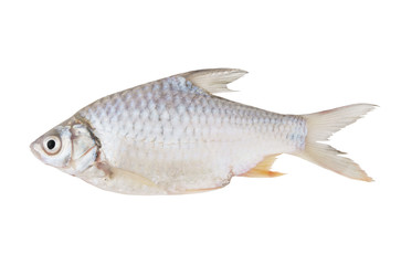 Fresh fish isolated on white background