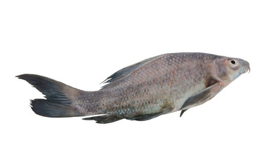 Fresh fish isolated on white background