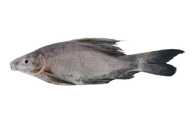 Fresh fish isolated on white background