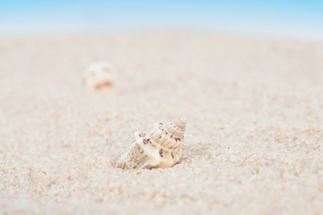 Fototapeta na wymiar Neat seashell on the sandy beach
