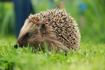 Igel im Gras