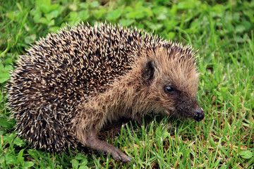 Igel im Gras