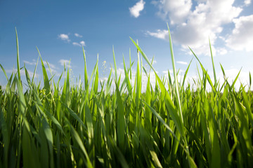 Fototapeta premium grass and sky