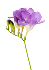 Purple freesia flower, isolated on white