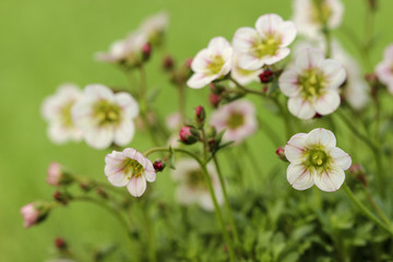 Stunning dianthus flower in the garden. Selective focus, closeup