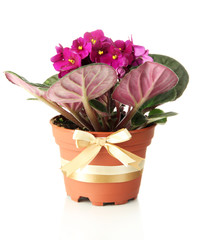 Bright saintpaulia in flowerpot, isolated on white