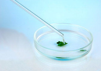 Chemical research in Petri dish on light blue background