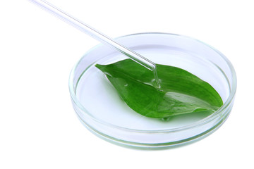 Chemical research in Petri dish isolated on white