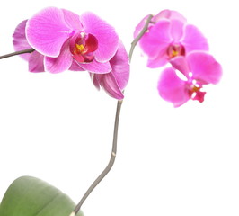 Phalaenopsis. Purple orchid on white background