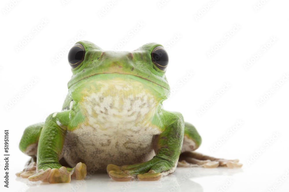 Canvas Prints white’s tree frog