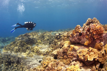 Fototapeta na wymiar Diver on a Hawaiian Reef