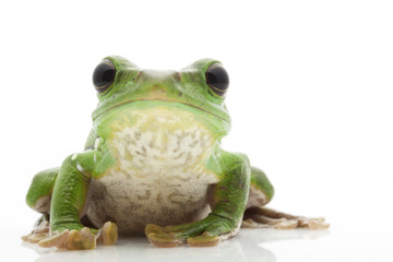 White’s Tree Frog