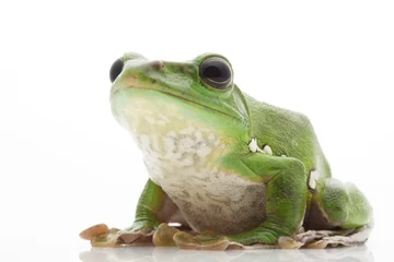 Crédence de cuisine en verre imprimé Grenouille White’s Tree Frog